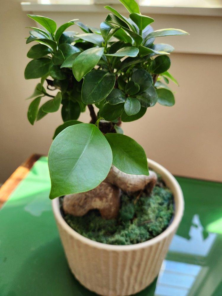 Bonsai tree ( Chinese banyan), healthy plant in ceramic pot