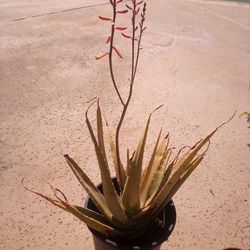 Healthy Aloe Vera Plant With orange Flowers In A Pot$14