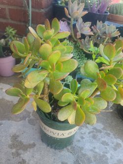 Jade Succulent Plant.