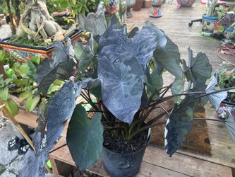Colocasia Black Magic 3 Gallon