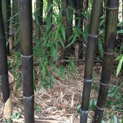 Bamboo