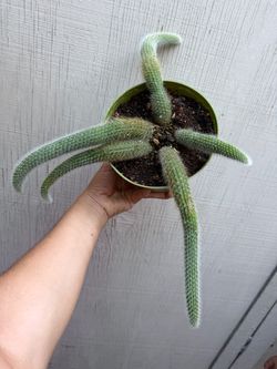 6” monkey tail cactus