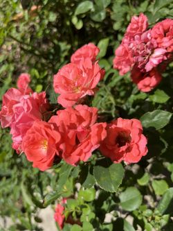 Rodal  Nokauts  (  rosal   de California Color Mamey  Maceta De  10 galones  Precio rosal  40  Dolares