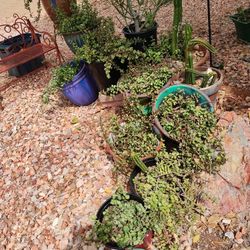 Succulents, Cacti