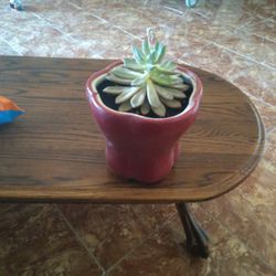Beautiful Succulent