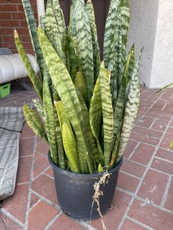 Sansevieria
