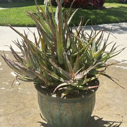 Succulent Plant, Large