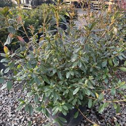 Conversation Peace Azalea