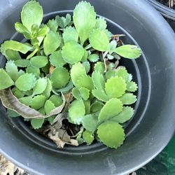 Mother Of A Thousand 