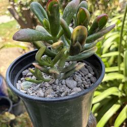 Crassula Ovata Gollum, Fingers Variegated