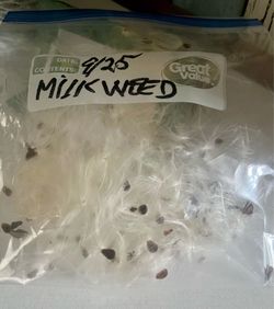 Milkweed Seeds