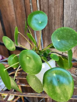 Chinese Money Plant