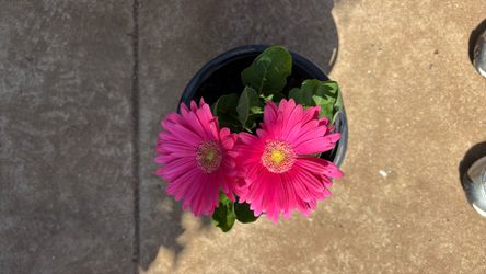 Gerbera Daisy