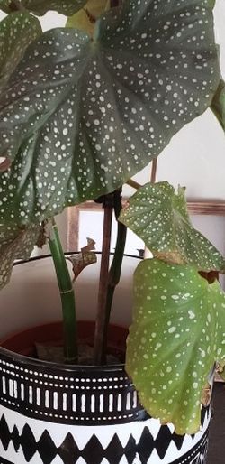 Angel Wing BEGONIA Plant (No Pot)