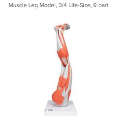 Muscle Leg Model