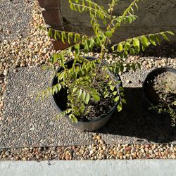 Curry’s Leave Plant 