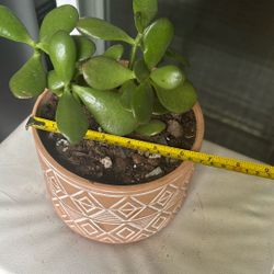 Money Plant