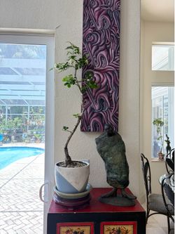 Jazmine bonsai