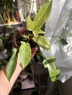 Philodendron Florida Ghost