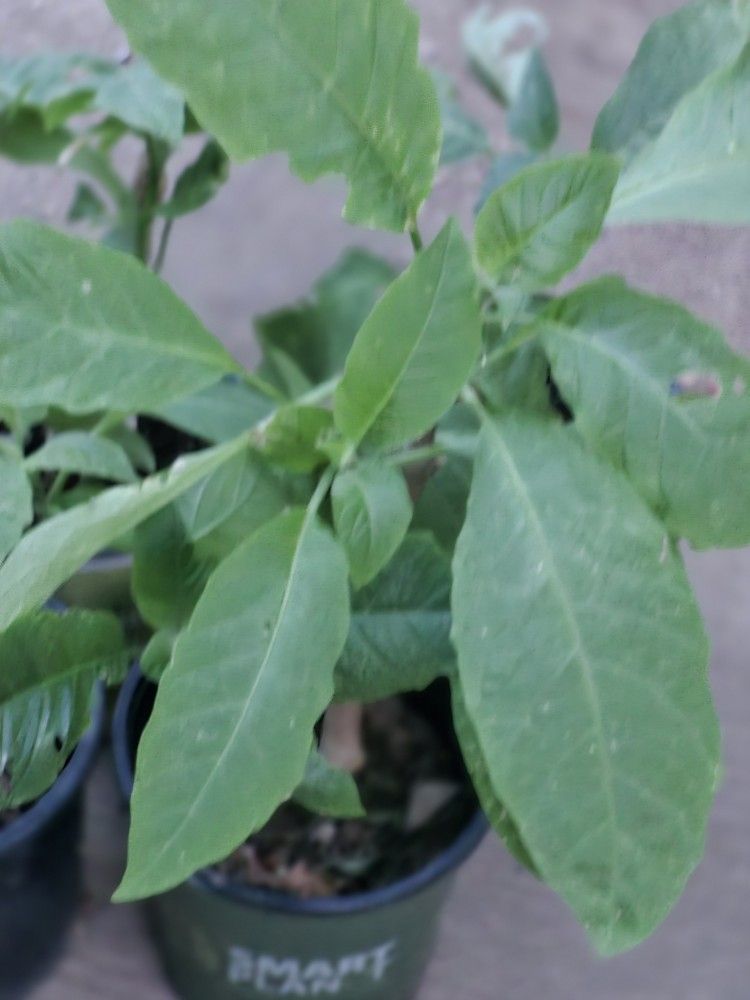 Plantas Trompeta De Angel