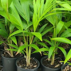 Palmas ALEXANDRA 1GALLON 2FT TALL