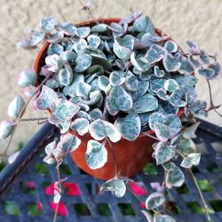 Small Variegated Strings Of Hearts Plant $18