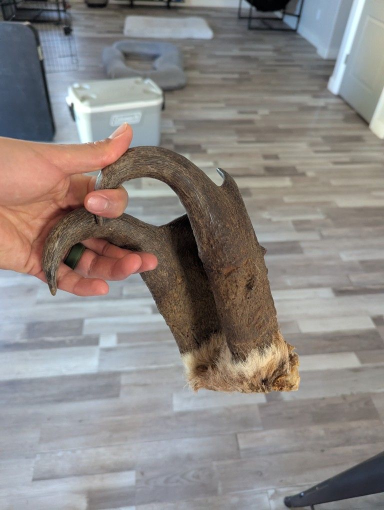 Pronghorn Sheds