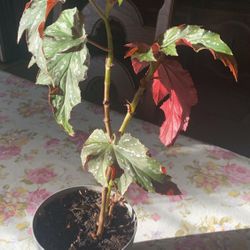 Wild Texas Begonia Plant 