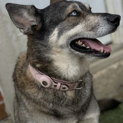 AirTag Dog Collars ( AirTag Not Included)