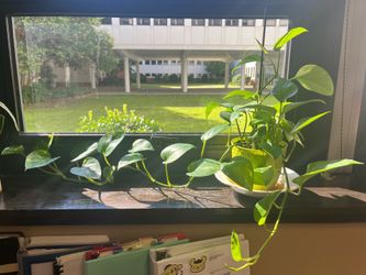 Pothos plant