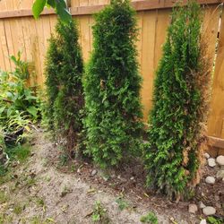 Free Pine Trees 