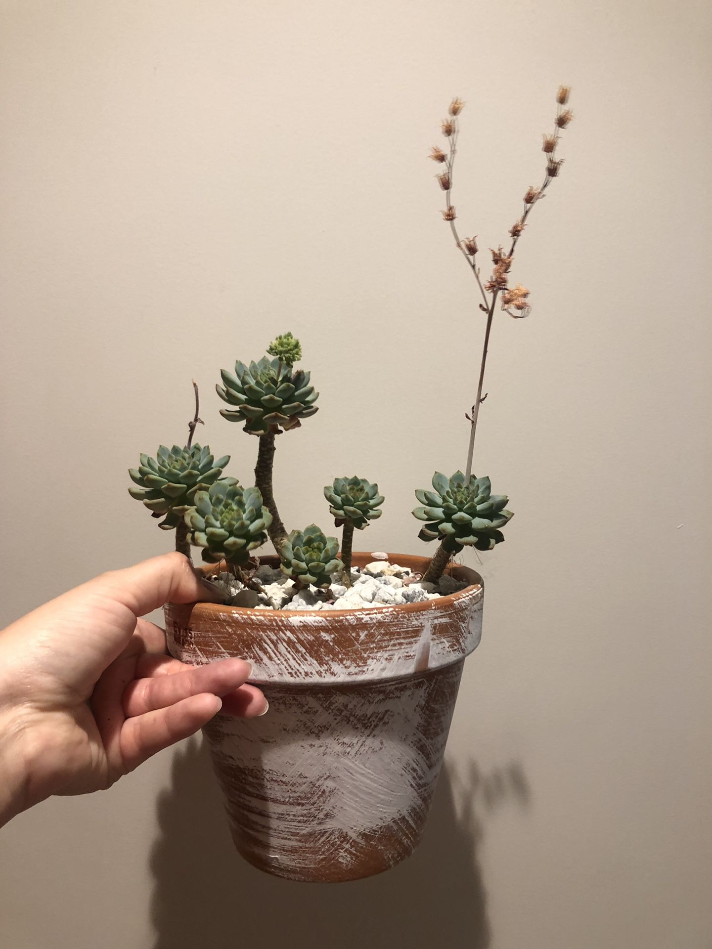 4 Beautiful large succulent plants with hand painted pots