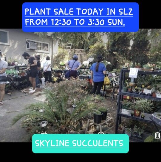 Father's Day PLANT SALE TODAY FROM 12:30 TO 4PM..SUNDAY IN SAN LORENZO