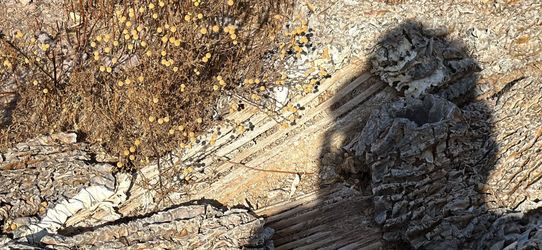 Saguaro woody ribs