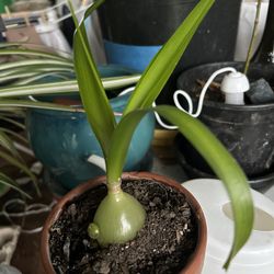 Pregnant Onion Succulent 