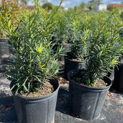 Podocarpus (Hedges Makii)