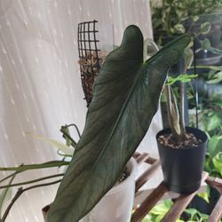 Alocasia Dragon's Breath 