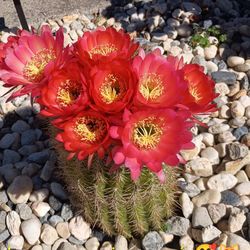 Cactus trechocereos