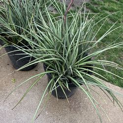 Red jack plants