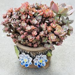 Succulents plants 🪴 （Echeveria 'Suyon'）