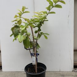 Red Guava Tree