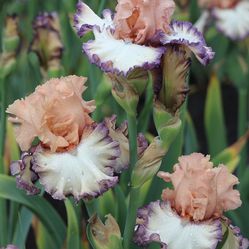 Blooming Soon! "Beautician" Iris
