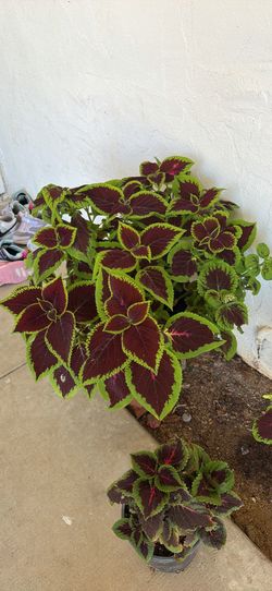 Beautiful big coleus plant