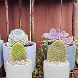 Ceramic Pot Of Bunny Cactus