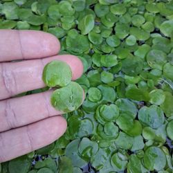Frogbit aquarium floating plants pond