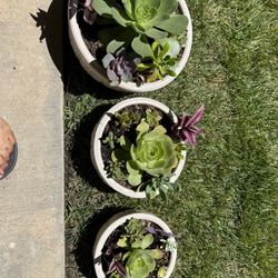 Beautiful Succulents 