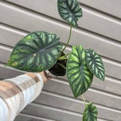 6” Alocasia Dragon Scale