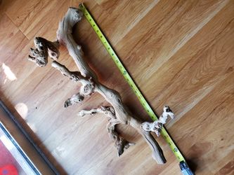 Reptile branch