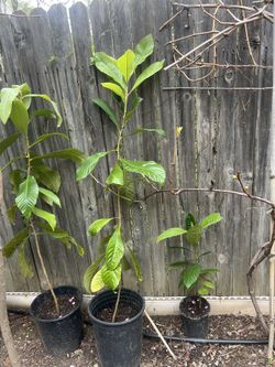 Japanese Laqusat Plumtree
