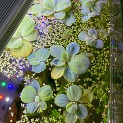 dwarf water lettuce 